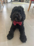 Dog Bow Tie, Navy Tartan, Handmade.