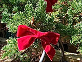 Dark Red Velvet Christmas Tree Bows, Handmade